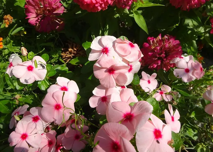 Gasthuis Hris Chernomorets