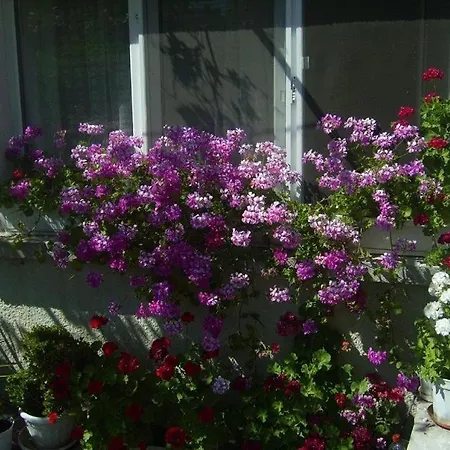 Guest house Hris